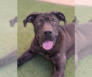 Mutt Dogs for adoption in Sacramento, CA, USA