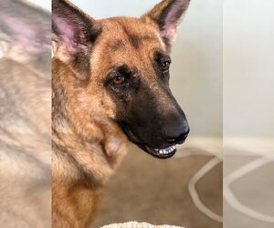 German Shepherd Dog Dogs for adoption in Chandler, AZ, USA