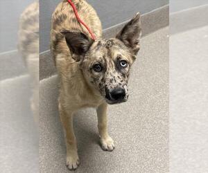 Catahoula Leopard Dog-Unknown Mix Dogs for adoption in Las Vegas, NV, USA