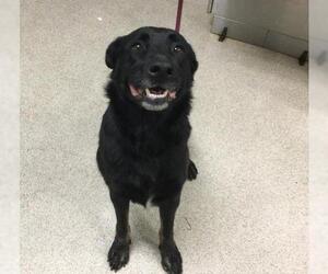 German Shepherd Dog Dogs for adoption in Riverside, CA, USA