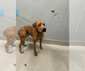 Rhodesian Ridgeback-Unknown Mix Dogs for adoption in Las Vegas, NV, USA