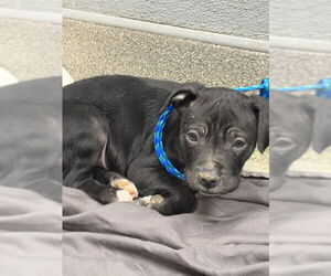 Mutt Dogs for adoption in Las Vegas, NV, USA