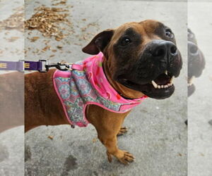 Boxer-Unknown Mix Dogs for adoption in oakland, FL, USA