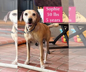 Labrador Retriever-Rhodesian Ridgeback Mix Dogs for adoption in West Hollywood, CA, USA