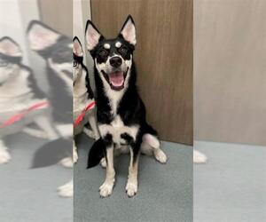 Siberian Husky Dogs for adoption in Baytown, TX, USA