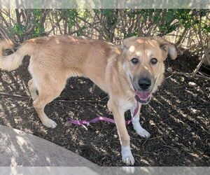 Golden Shepherd Dogs for adoption in Corona, CA, USA
