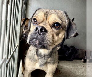 Pug-Unknown Mix Dogs for adoption in San Bernardino, CA, USA