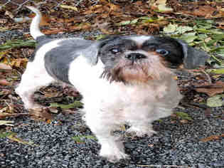 Lhasa Apso Dogs for adoption in Roslindale, MA, USA