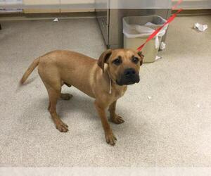 Boxer-Unknown Mix Dogs for adoption in Riverside, CA, USA