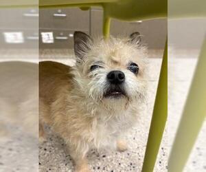 Mutt Dogs for adoption in Brighton, CO, USA