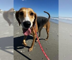 Mutt Dogs for adoption in North Myrtle Beach, SC, USA