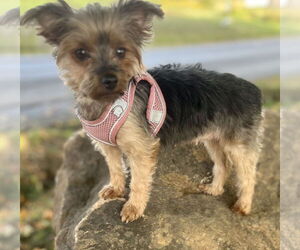 Mutt Dogs for adoption in Allentown,, PA, USA