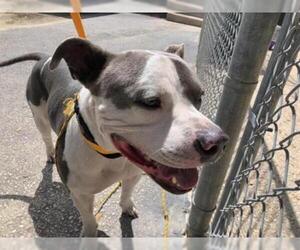 American Staffordshire Terrier Dogs for adoption in Georgetown, TX, USA