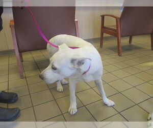 Labrador Retriever Dogs for adoption in Ocala, FL, USA