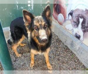 German Shepherd Dog Dogs for adoption in Rancho Cucamonga, CA, USA