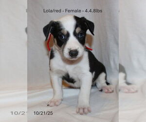 Border Collie-Siberian Husky Mix Dogs for adoption in Aurora, IN, USA