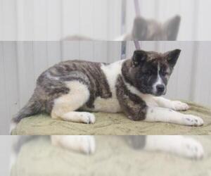 Akita Dogs for adoption in Mountain View, MO, USA