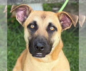 German Shepherd Dog-Unknown Mix Dogs for adoption in Yardley, PA, USA