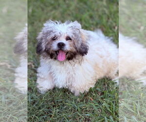 Pekingese-Unknown Mix Dogs for adoption in Rockaway, NJ, USA