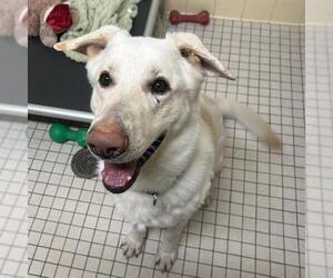 German Shepherd Dog-Unknown Mix Dogs for adoption in Denver, CO, USA