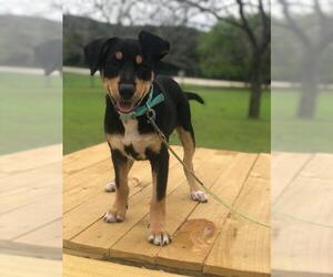Sheprador Dogs for adoption in San Antonio, TX, USA