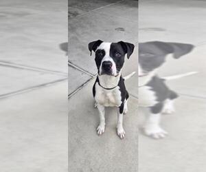 Bullboxer Pit Dogs for adoption in Denver, CO, USA