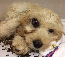 Cockapoo Dogs for adoption in Westminster, MD, USA