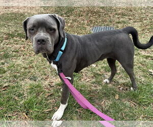 Mutt Dogs for adoption in Millersville, MD, USA