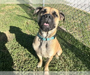Bullmastiff Dogs for adoption in Ocala, FL, USA