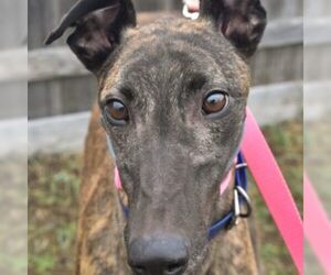 Greyhound Dogs for adoption in Grandville, MI, USA