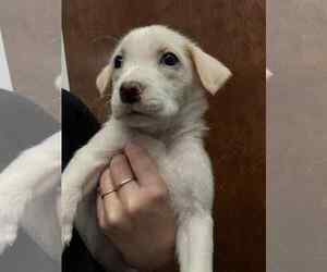 Labrador Retriever-Unknown Mix Dogs for adoption in Holly Springs, NC, USA