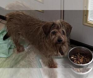 Chihuahua-Unknown Mix Dogs for adoption in San Antonio, TX, USA