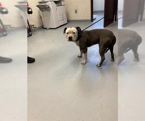 American Pit Bull Terrier Dogs for adoption in Fayetteville, NC, USA