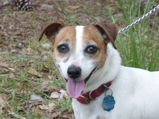 Jack Russell Terrier Dogs for adoption in Conway, SC, USA