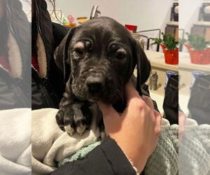 Great Dane-Unknown Mix Dogs for adoption in Bullard, TX, USA