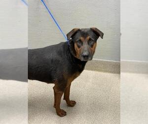 Shepweiller Dogs for adoption in Las Vegas, NV, USA