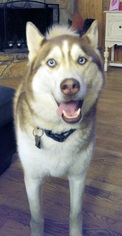 Siberian Husky Dogs for adoption in Battle Ground, WA, USA