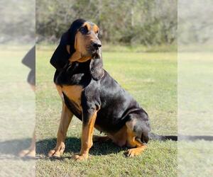 Bloodhound Dogs for adoption in Austin, TX, USA