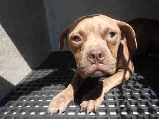 American Boston Bull Terrier Dogs for adoption in Oklahoma City, OK, USA