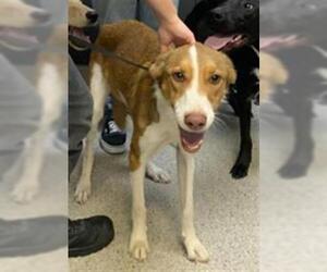Border Collie-Unknown Mix Dogs for adoption in Visalia, CA, USA