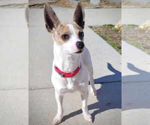 Rat Terrier Dogs for adoption in Atlanta, GA, USA