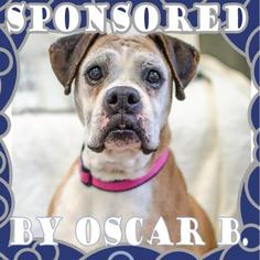 Boxer Dogs for adoption in Salem, OR, USA
