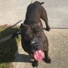 American Pit Bull Terrier-Unknown Mix Dogs for adoption in Seminole, FL, USA