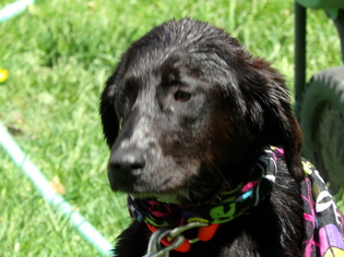 Labrador Retriever Dogs for adoption in Yakima, WA, USA