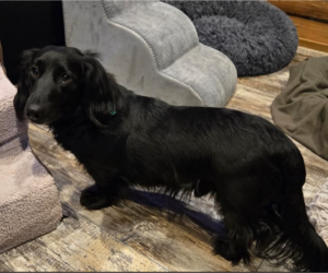 Dachshund Dogs for adoption in Sioux Falls, SD, USA