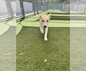 Labrador Retriever-Unknown Mix Dogs for adoption in Texas City, TX, USA