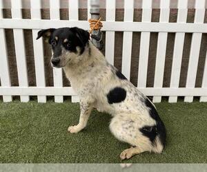 Border Collie-Unknown Mix Dogs for adoption in Modesto, CA, USA