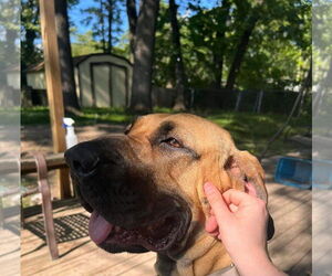 Fila Brasileiro-Great Dane Mix Dogs for adoption in Jasper, AL, USA