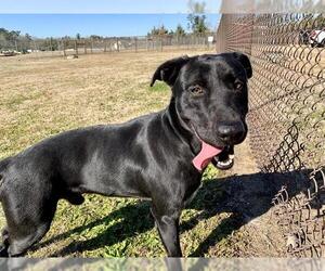 Labrador Retriever-Unknown Mix Dogs for adoption in Grovetown, GA, USA
