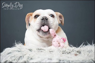 Bulldog Dogs for adoption in Bellbrook, OH, USA